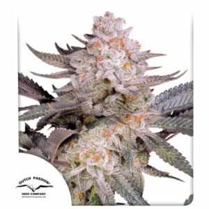 ORANGE BUD 2.0 DUTCH PASSION SEMI CANNABIS FEMMINIZZATI