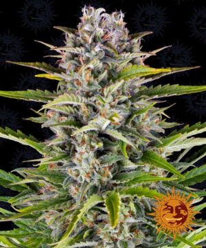 GORILLA ZKITTLEZ BARNEYS FARM SEMI CANNABIS AUTOFIORENTI