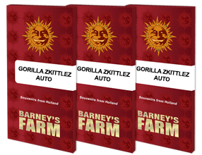 GORILLA ZKITTLEZ BARNEYS FARM SEMI CANNABIS AUTOFIORENTI