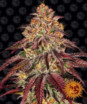 MIMOSA X ORANGE PUNCH BARNEYS FARM SEMI CANNABIS AUTOFIORENTI