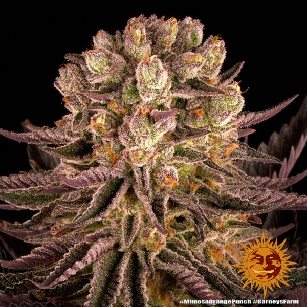 MIMOSA X ORANGE PUNCH BARNEYS FARM SEMI CANNABIS FEMMINIZZATI