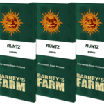 RUNTZ BARNEYS FARM SEMI CANNABIS FEMMINIZZATI