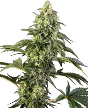 COSMIC KISS SENSI SEEDS SEMI CANNABIS FEMMINIZZATI