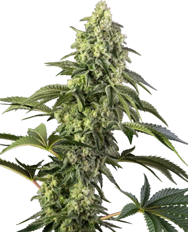 COSMIC KISS SENSI SEEDS SEMI CANNABIS FEMMINIZZATI