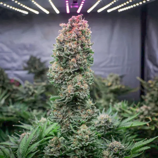 GLUEBERRY OG DUTCH PASSION SEMI CANNABIS FEMMINIZZATI