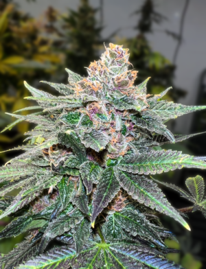 BUBBLE OG STICKY LAB SEMI CANNABIS FEMMINIZZATI (CBD SEEDS)