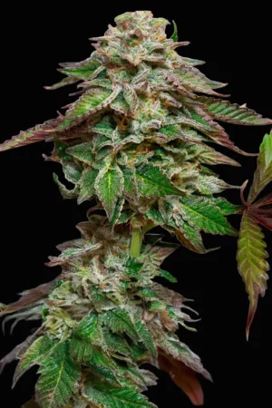 BLUE GEM PARADISE SEEDS SEMI CANNABIS FEMMINIZZATI