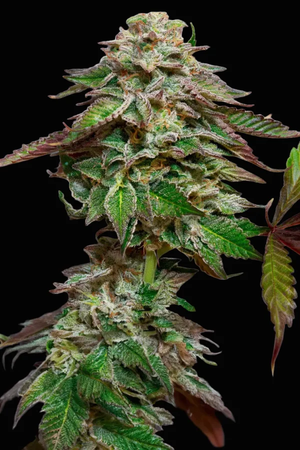 BLUE GEM PARADISE SEEDS SEMI CANNABIS FEMMINIZZATI