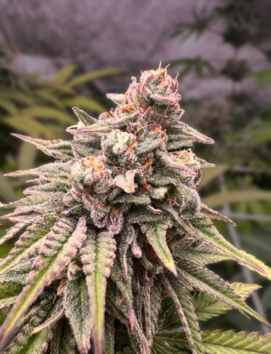 COOKIESFUEL STICKY LAB SEMI CANNABIS FEMMINIZZATI