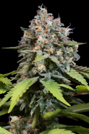 HIGHWAY 66 PARADISE SEEDS SEMI CANNABIS FEMMINIZZATI