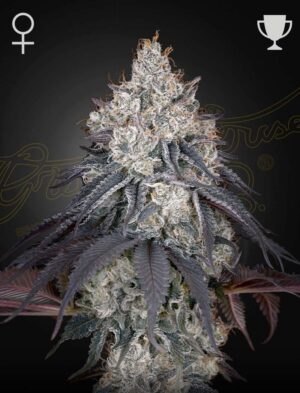 LEMON ORANGE GREEN HOUSE SEED SEMI CANNABIS FEMMINIZZATI
