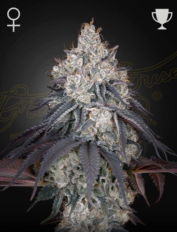 LEMON ORANGE GREEN HOUSE SEED SEMI CANNABIS FEMMINIZZATI
