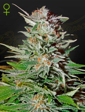 SUPER LEMON HAZE GREEN HOUSE SEED SEMI CANNABIS AUTOFIORENTI