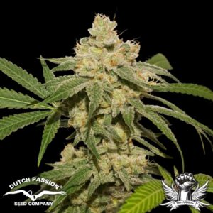 AUTO OH MY GUSHER DUTCH PASSION SEMI CANNABIS AUTOFIORENTI