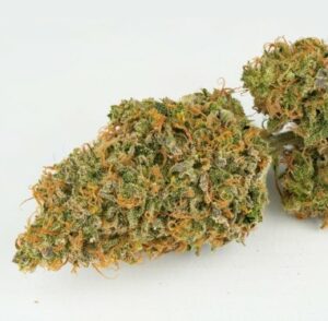 AUTO MOKUM'S TULIP DUTCH PASSION SEMI CANNABIS AUTOFIORENTI