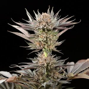 LEMON TREE 2.0 SILENT SEEDS SEMI CANNABIS FEMMINIZZATI