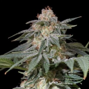 LEMON TREE FAST SILENT SEEDS SEMI CANNABIS FEMMINIZZATI