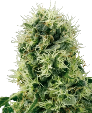 PURE POWER PLANT WHITE LABEL (SENSI SEEDS) SEMI CANNABIS FEMMINIZZATI