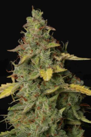 GIRL SCOUT COOKIES SEEDSTOKERS SEMI CANNABIS AUTOFIORENTI