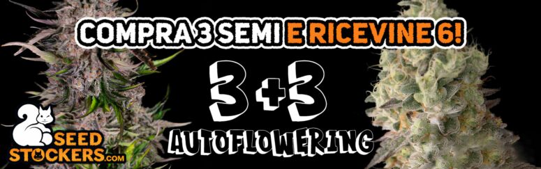 banner_3_3_auto_seedstockers-R2-UP