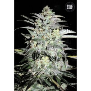 MAZAR EXTRA BULK SEED BANK SEMI CANNABIS FEMMINIZZATI