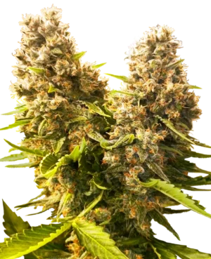 BANANA KUSH CAKE SENSI SEEDS SEMI CANNABIS AUTOFIORENTI
