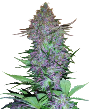 PURPLE SKUNK SENSI SEEDS SEMI CANNABIS AUTOFIORENTI