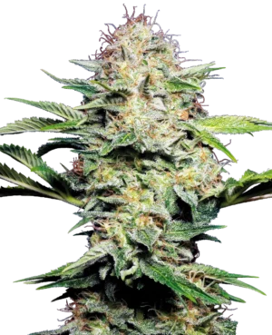 SENSI SKUNK SENSI SEEDS SEMI CANNABIS AUTOFIORENTI