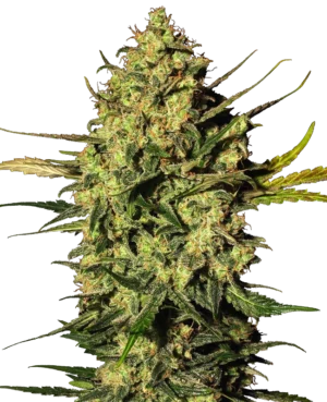 MASTER KUSH WHITE LABEL (SENSI SEEDS) SEMI CANNABIS AUTOFIORENTI