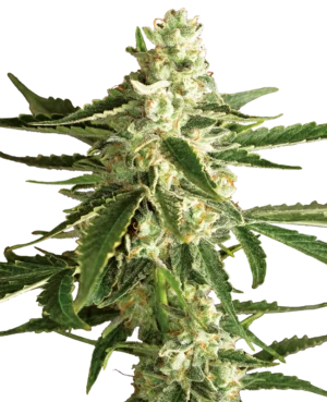 WHITE DIESEL HAZE WHITE LABEL (SENSI SEEDS) SEMI CANNABIS AUTOFIORENTI