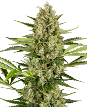 JACK HERER SENSI SEEDS SEMI CANNABIS AUTOFIORENTI