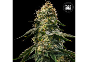 RUNTZ GLUNTZ BULK SEED BANK SEMI CANNABIS AUTOFIORENTI