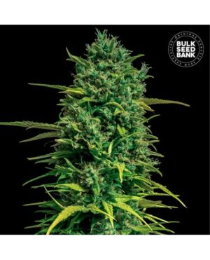 WATERMELON JAM BULK SEED BANK SEMI CANNABIS AUTOFIORENTI