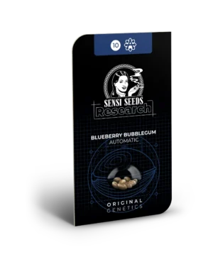 BLUEBERRY BUBBLEGUM SENSI SEEDS SEMI CANNABIS AUTOFIORENTI