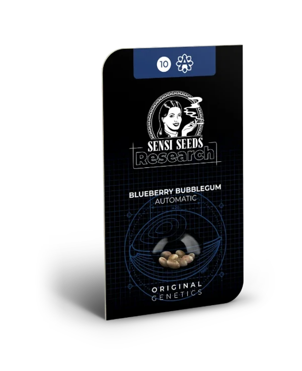 BLUEBERRY BUBBLEGUM SENSI SEEDS SEMI CANNABIS AUTOFIORENTI